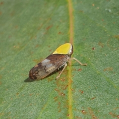 Brunotartessus fulvus