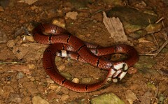 Sinomicrurus annularis