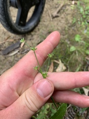 Juncus prismatocarpus