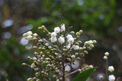 Pieris japonica taiwanensis