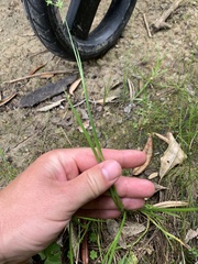 Juncus prismatocarpus
