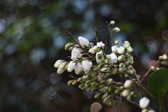 Pieris japonica taiwanensis