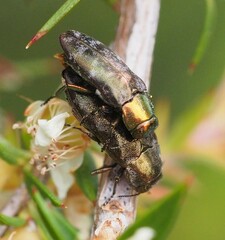 Diphucrania