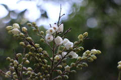 Pieris japonica taiwanensis