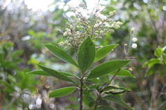 Pieris japonica taiwanensis