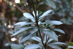 Pieris japonica taiwanensis