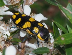 Castiarina octospilota