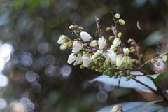 Pieris japonica taiwanensis