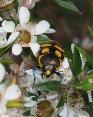 Castiarina octospilota