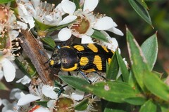 Castiarina octospilota