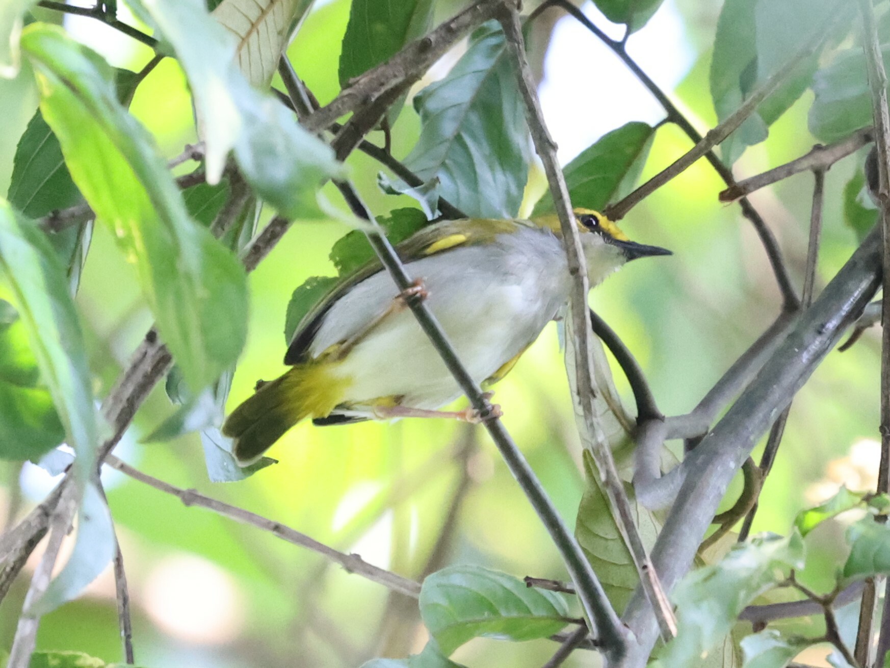 Yellow-browed Camaroptera illustration