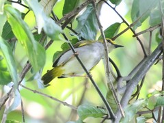 Camaroptera superciliaris