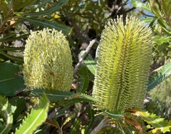 Banksia aemula