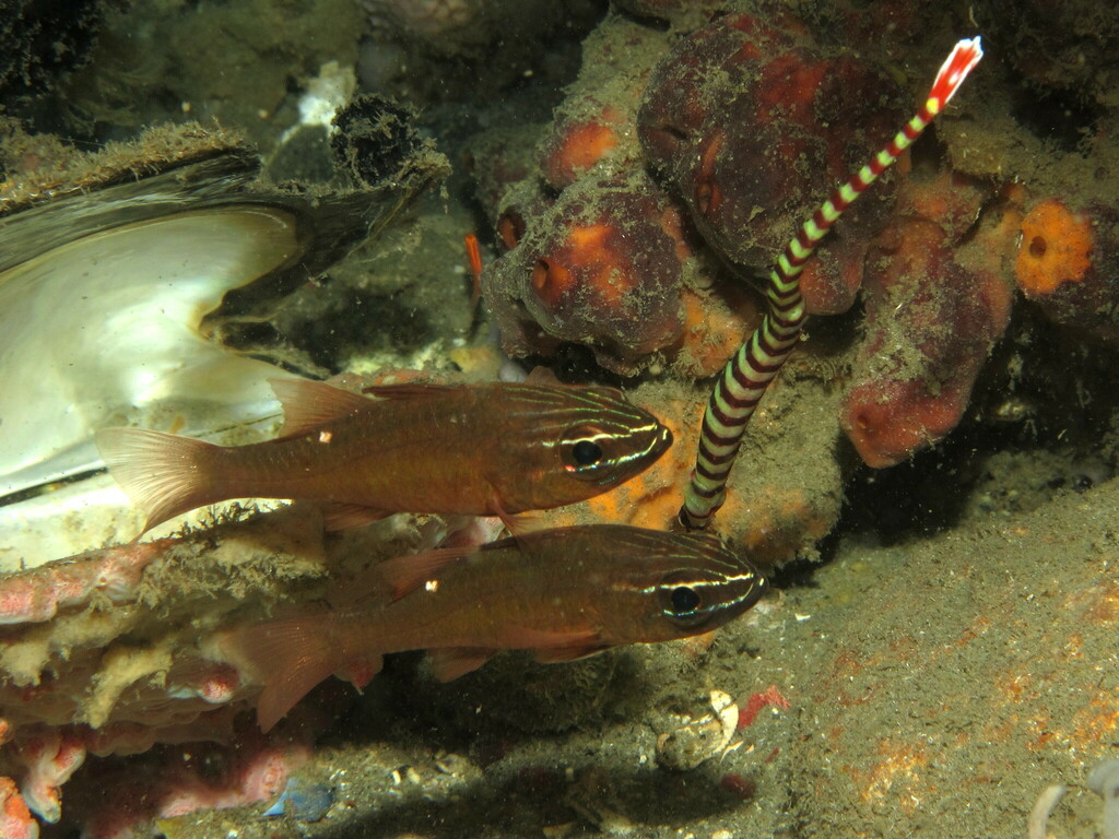 Moluccan cardinalfish (Ostorhinchus moluccensis) — Apogonidae