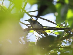 Camaroptera superciliaris