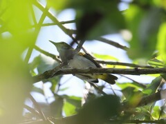 Camaroptera superciliaris