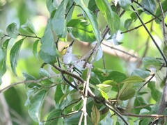 Camaroptera superciliaris