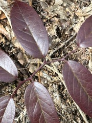 Leucothoe