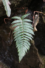 Dryopteris apiciflora