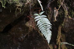 Dryopteris apiciflora