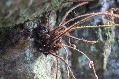 Dryopteris apiciflora