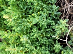 Suaeda novae-zelandiae