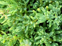 Suaeda novae-zelandiae