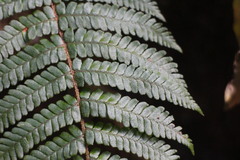 Dryopteris apiciflora