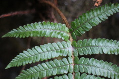 Dryopteris apiciflora