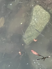 Zenarchopterus buffonis