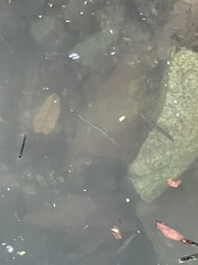 Zenarchopterus buffonis