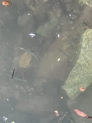 Zenarchopterus buffonis