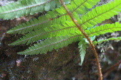 Dryopteris apiciflora