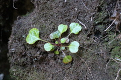 Shortia rotundifolia