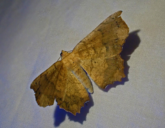 Polyacme dissimilis