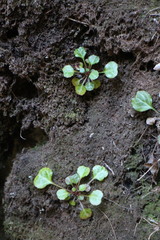 Shortia rotundifolia