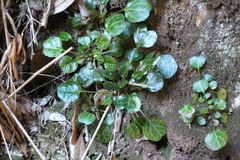 Shortia rotundifolia