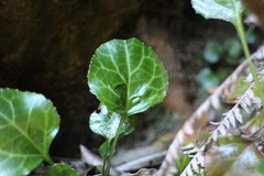 Shortia rotundifolia