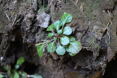 Shortia rotundifolia