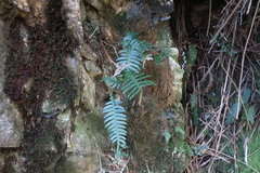 Blechnidium melanopus