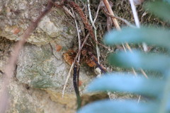 Blechnidium melanopus