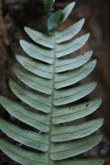 Blechnidium melanopus