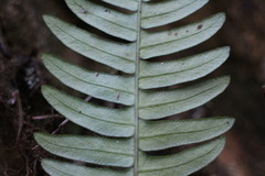 Blechnidium melanopus