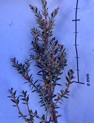 Acrothamnus colensoi