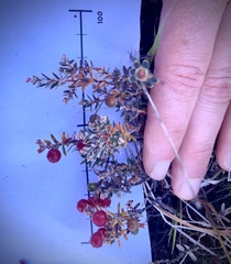 Acrothamnus colensoi