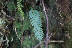 Blechnidium melanopus