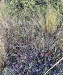 Acrothamnus colensoi