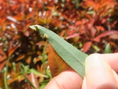 Aculus