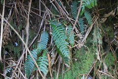 Blechnidium melanopus