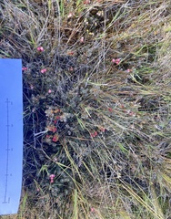 Acrothamnus colensoi